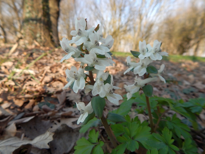 Parco del Ticino 21.3.15